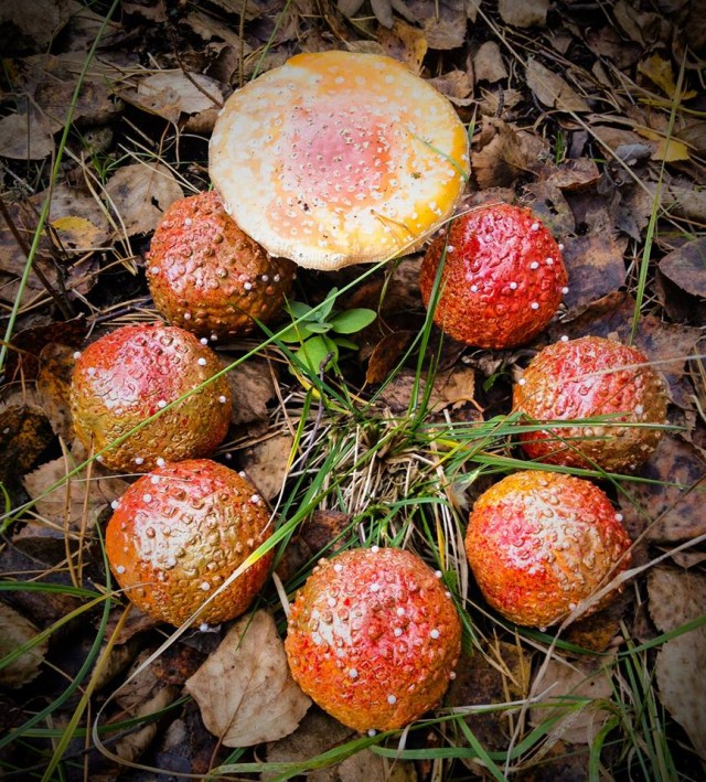 Necklace "Fly amanita"